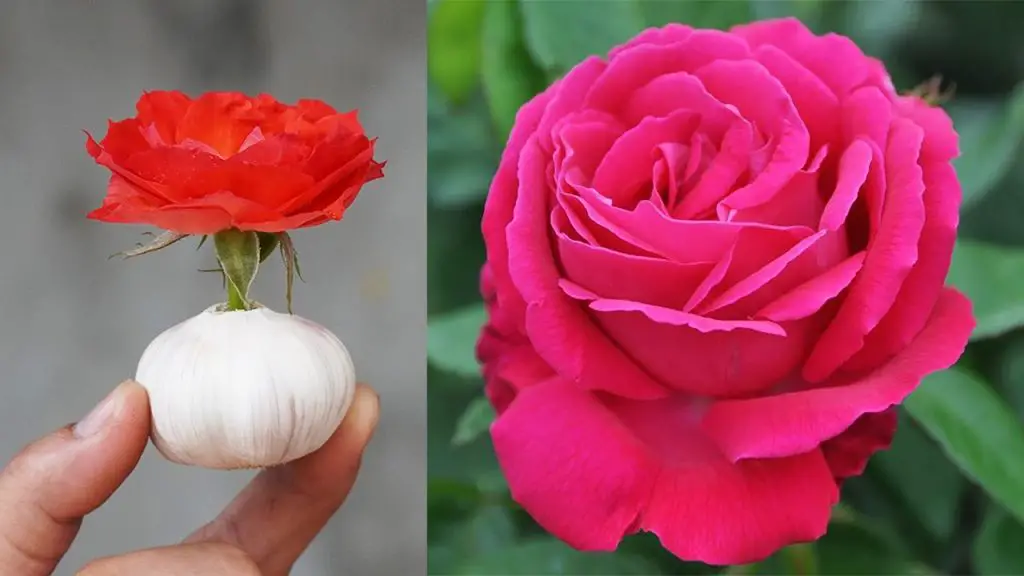 Surprised With How To Garden Tip How To Grow Roses With Garlic Bulbs