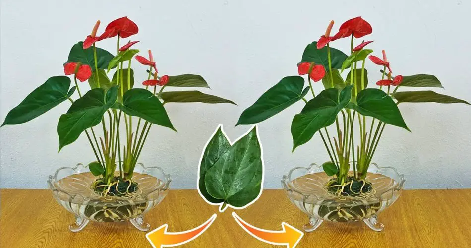 A Breath of Fresh Air: Growing Anthuriums from Leaves for a Cleaner ...