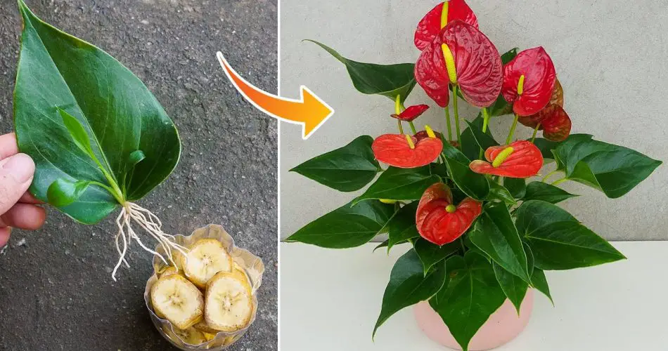 Blooms and Bananas: A Simple Guide to Propagating Anthuriums for ...