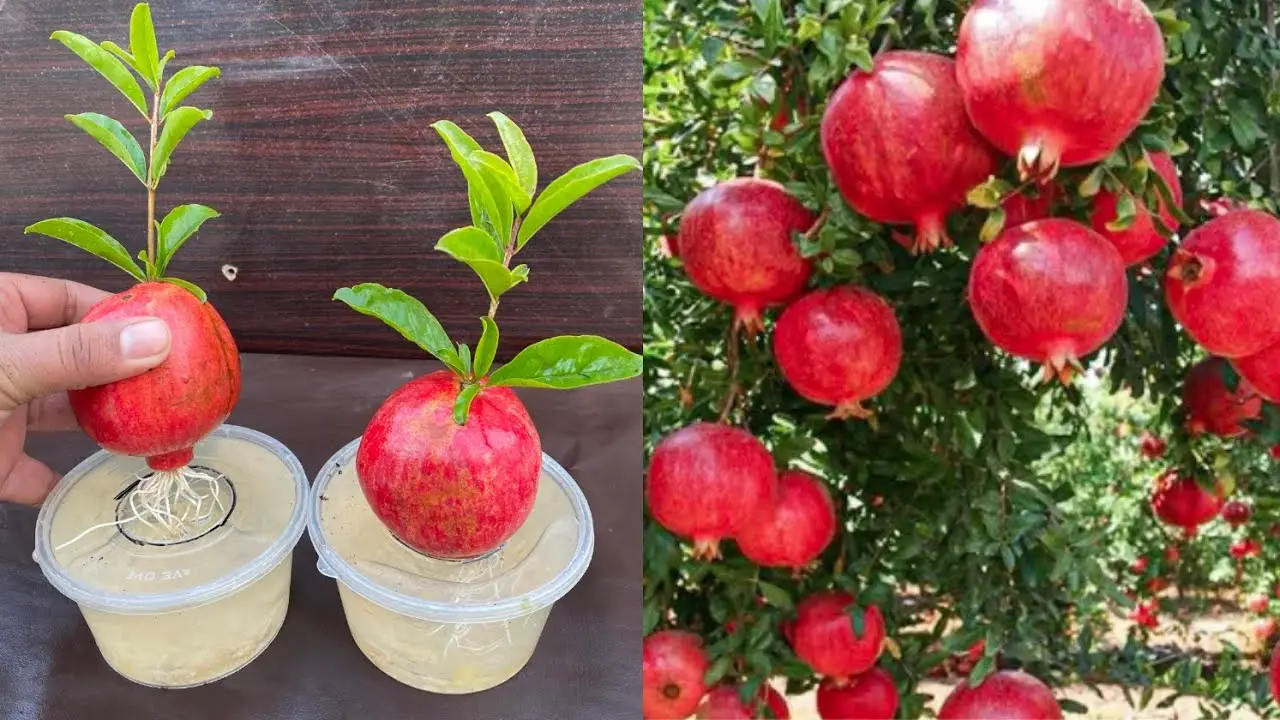 How to Grow Pomegranate Trees from Pomegranate Fruit: A Comprehensive
