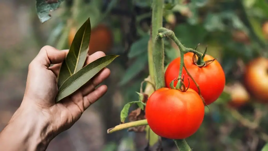 The Miracle Leaf How One Simple Trick Can Revive Dead Plants and Double