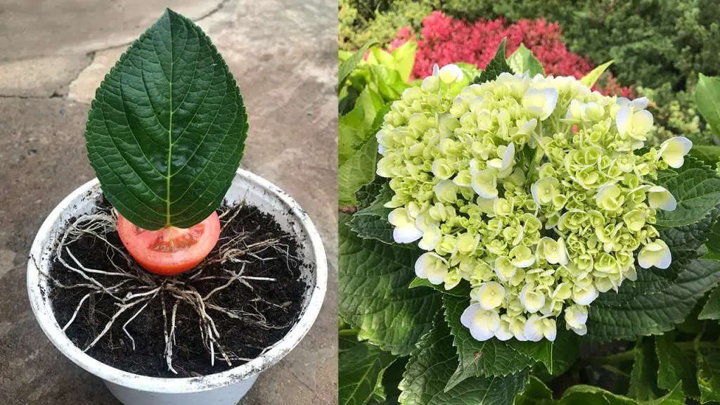 Enhancing Hydrangea Growth The Impact of Tomatoes in Breeding Hydrangea ...