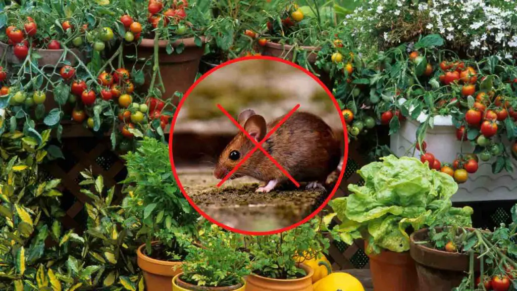 This plant keeps mice away from your home instantly use it to season dishes Home Garden Tips