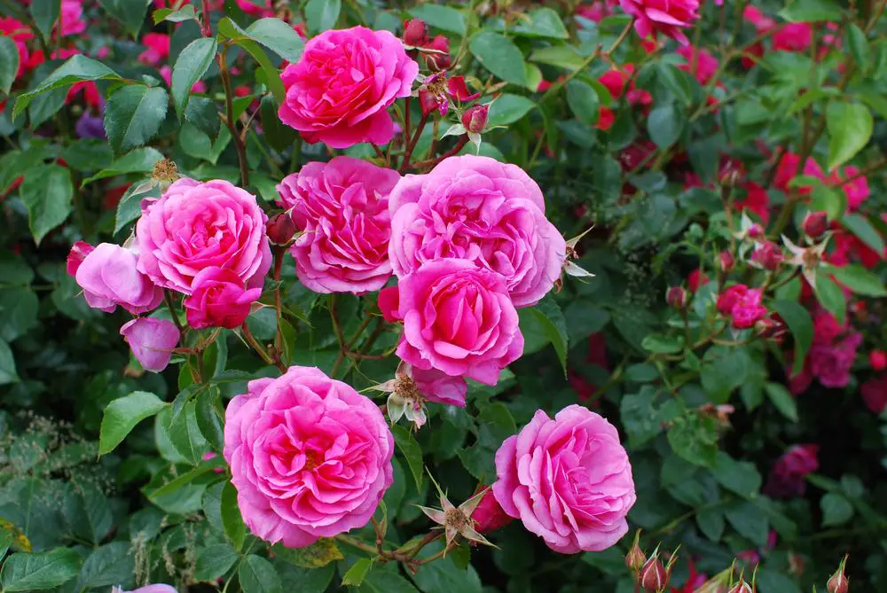 My roses flourish throughout the summer, and I nourish them with ...