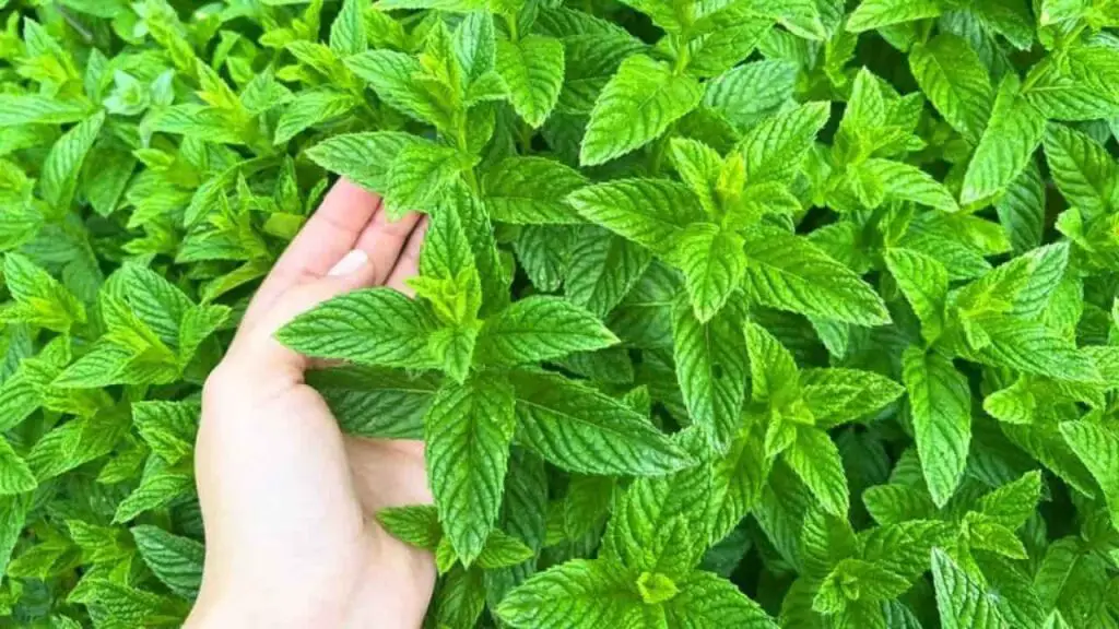 Mint always fresh and lush, but only if you plant it in this unexpected