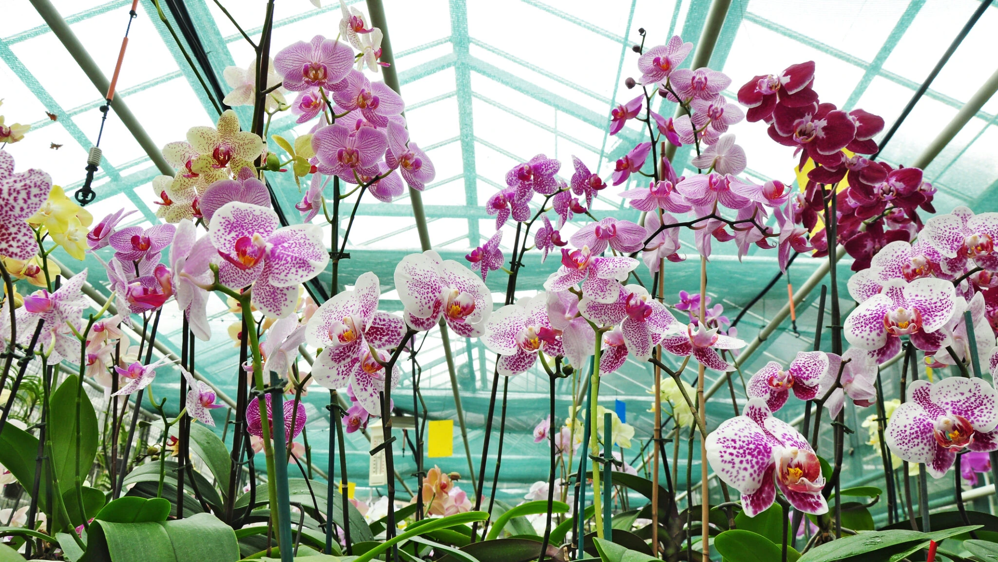 What you need to do to have a healthy orchid. Avoid these mistakes ...