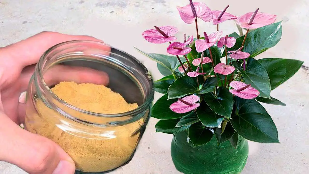 You will never use another fertilizer better than this one again - all