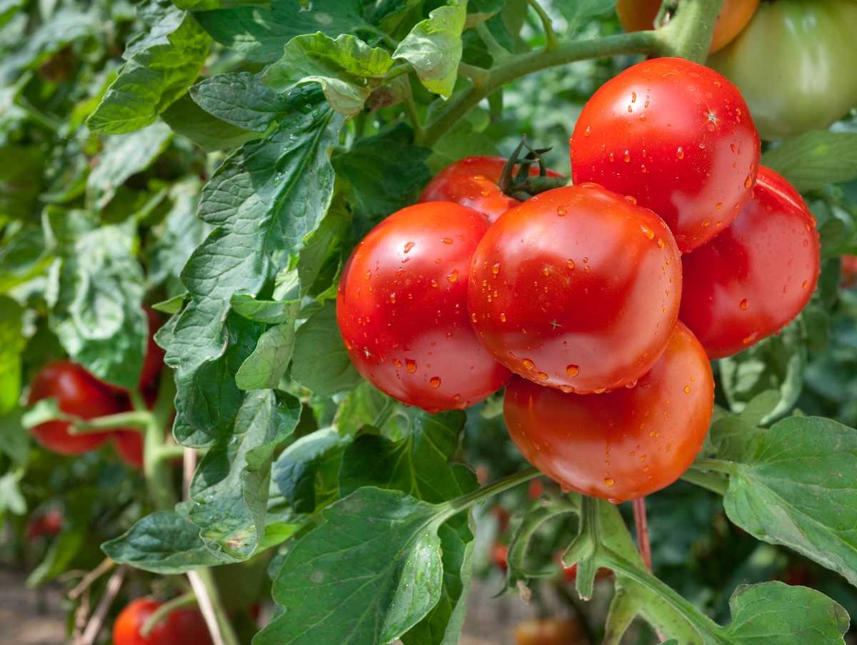 8 Common Mistakes to Avoid for a Successful Tomato Harvest - Home ...