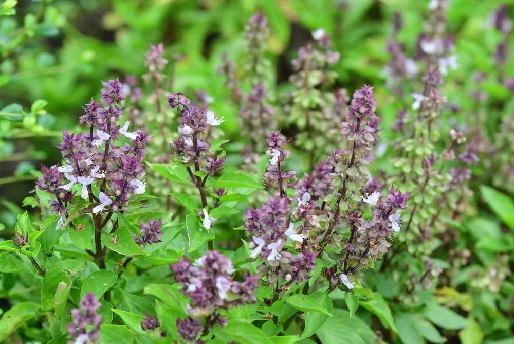 Don’t Throw Away Your Basil Flowers: Here Are 8 Ways to Use Them - Home ...