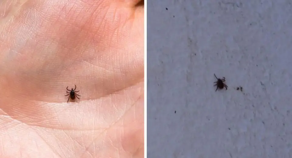 How to get rid of ticks and fleas inside your home and yard Home