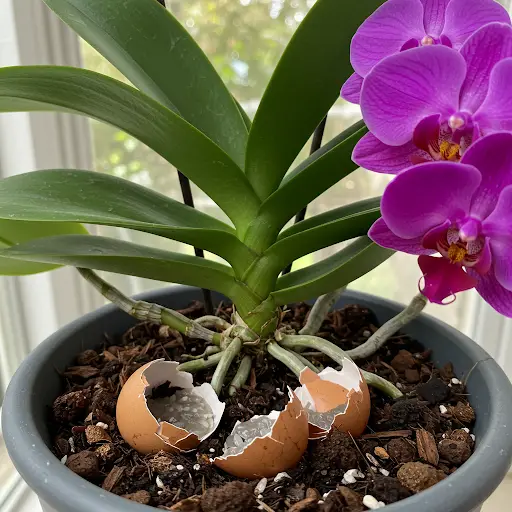 Only Applies Once Orchids Without Flowers Suddenly Bloom Non Stop All