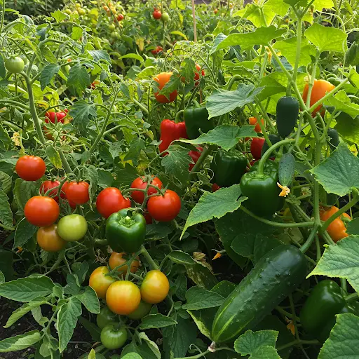 Excellent supply for tomato, pepper, and cucumber – works 100% - Home ...