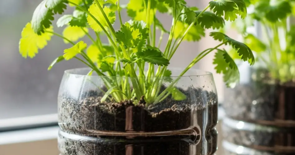 Cilantro in Bottles: Fresh Flavor from Recycled Containers - Home ...